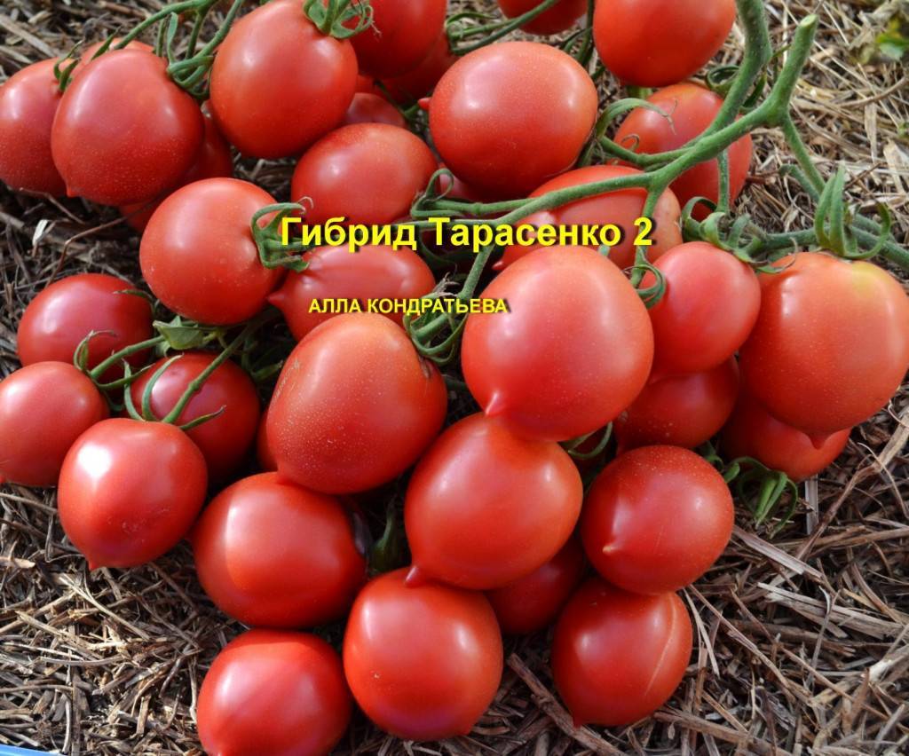 Юбилейный тарасенко — лиановидный томат с веерными кистями