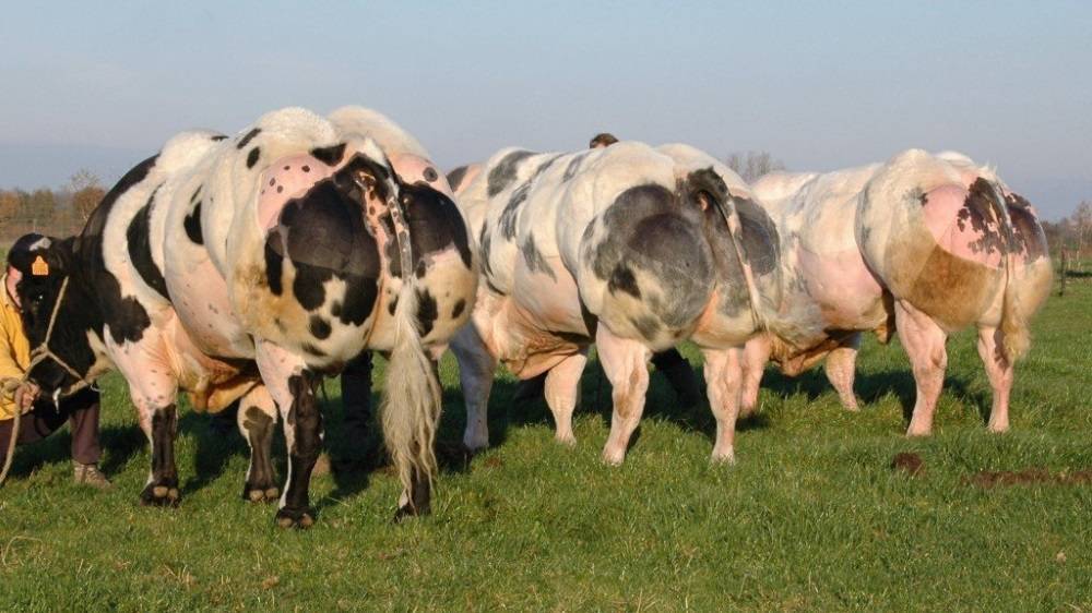 Бельгийская голубая корова: характеристика и особенности содержания