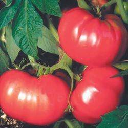 Описание сорта томата кадет, его характеристика и рекомендации по выращиванию