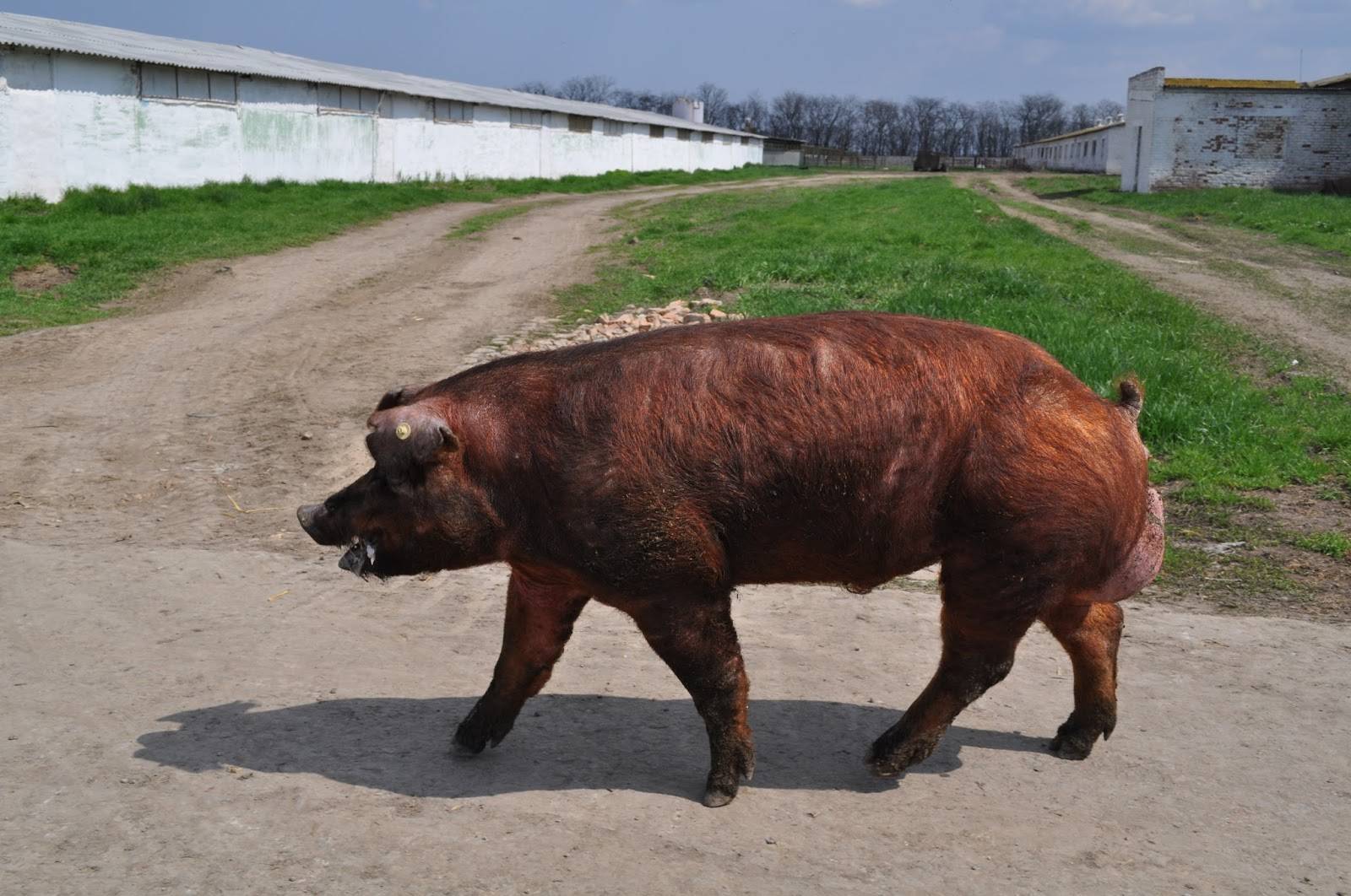 Описание и характеристика свиней породы дюрок