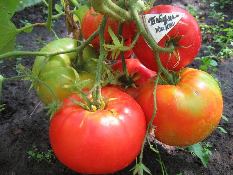 Томат бугай — описание сорта, урожайность, фото и отзывы садоводов