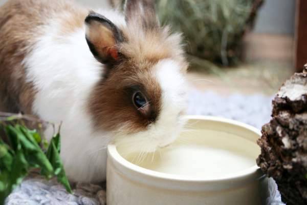Что делать, если кролик не ест и не пьет и как избежать самых частых проблем