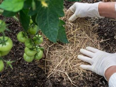 Применение скошенной травы как мульчирующего материала для томатов в теплице и открытом грунте