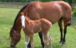 Беременность у лошади