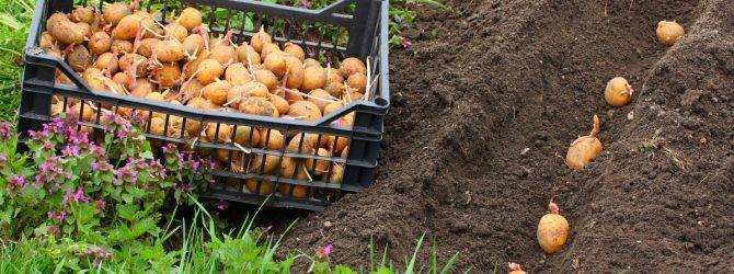 Сорт картофеля «невский»: характеристика, описание, урожайность, отзывы и фото