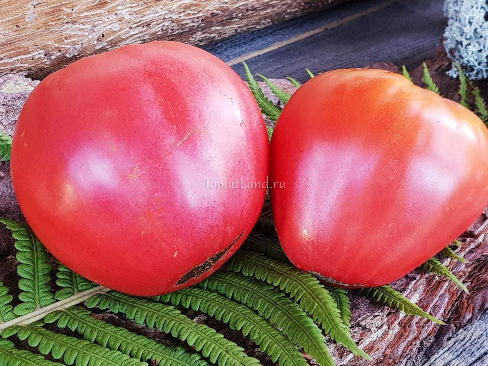 Характеристика и описание сорта томата сахарная настасья, его урожайность