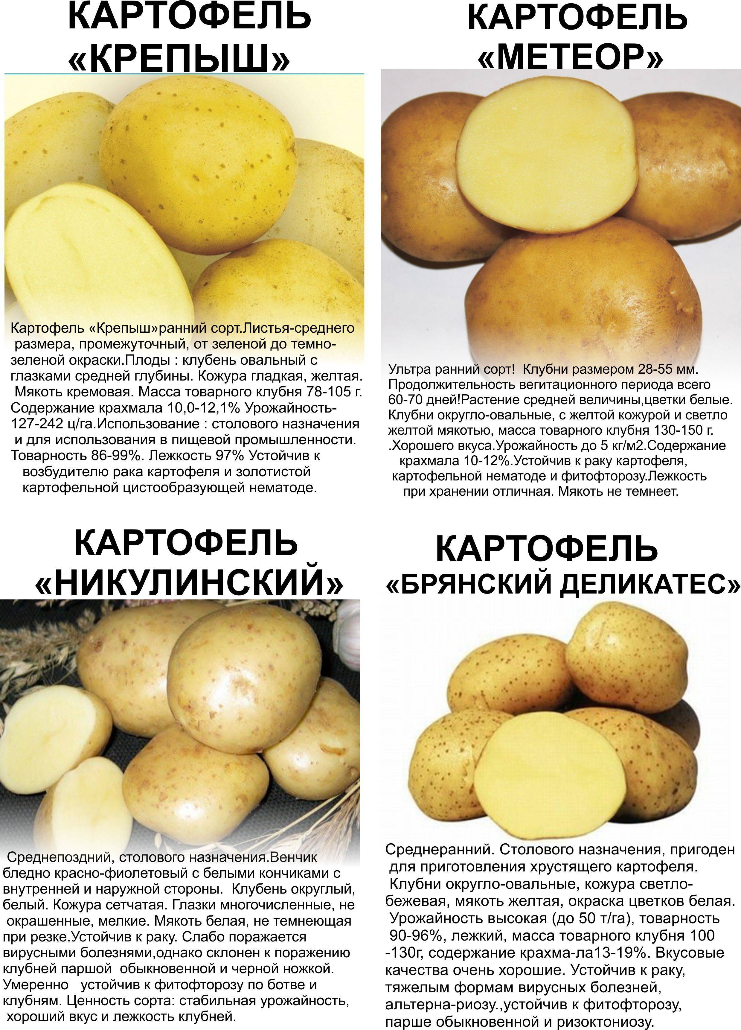 Сорт картофеля «крепыш»: характеристика, описание, урожайность, отзывы и фото