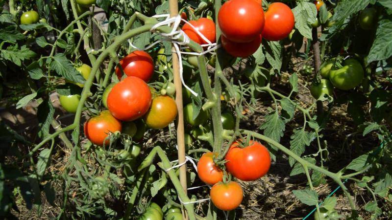 Сорта томатов проверенные временем: самые старые и популярные