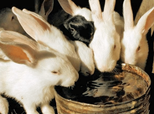 Как сделать крольчатник
