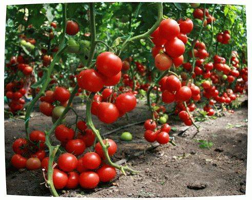 Голландская технология выращивания томатов