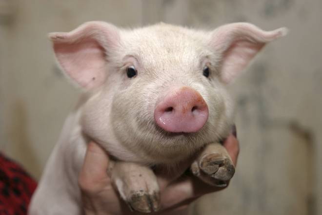 Нормальная температура у свиней: допустимые отклонения от нормы, способы измерения