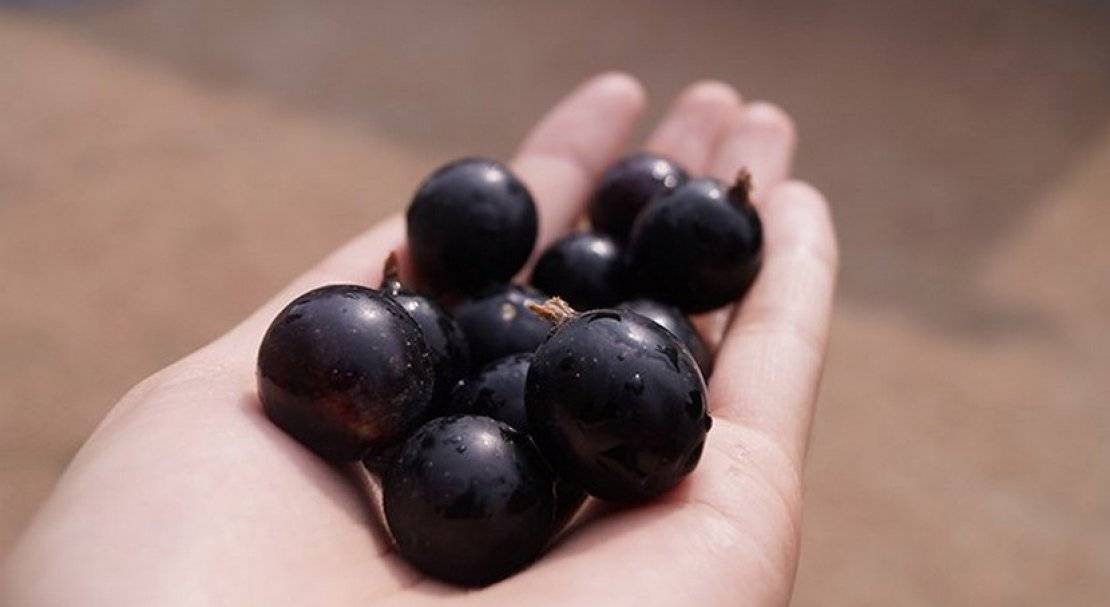 Чёрная смородина сокровище – крупные и вкусные ягоды на вашем участке