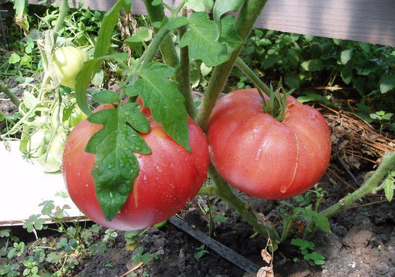 Описание сорта томата Флажок, его характеристика и урожайность