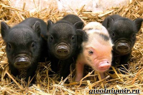 Мини-пиги — карликовые домашние свиньи