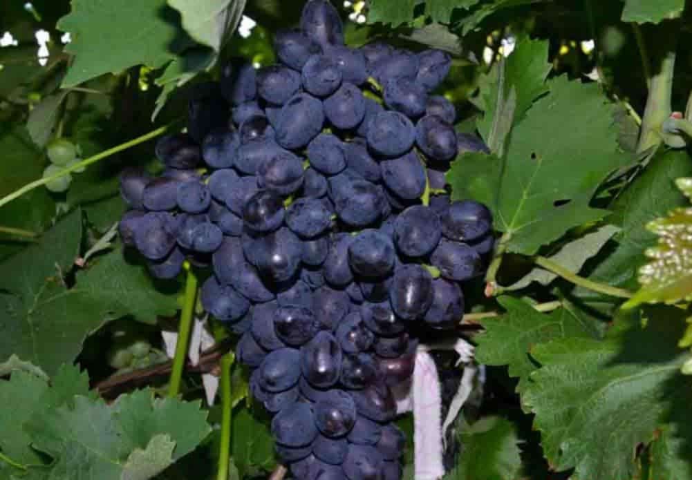 Описание и характеристики сорта винограда Забава, история и тонкости выращивания