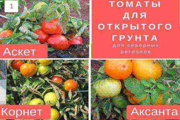 40 уникальных сортов томатов для теплиц на любой вкус