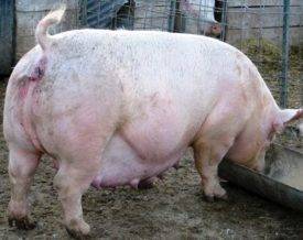 Беременность у свиней: первые признаки, правила ухода за самкой, изменение рациона