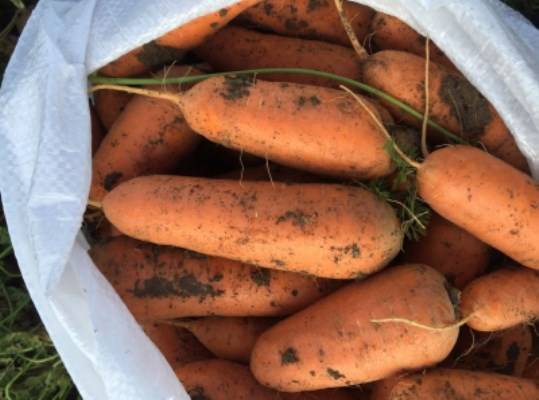 Любителям голландской селекции: что за сорт моркови абако и каковы его характеристики?