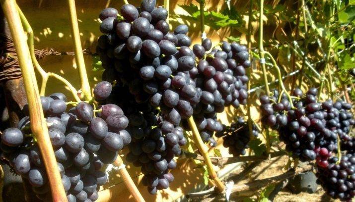 Виноград краса никополя описание сорта