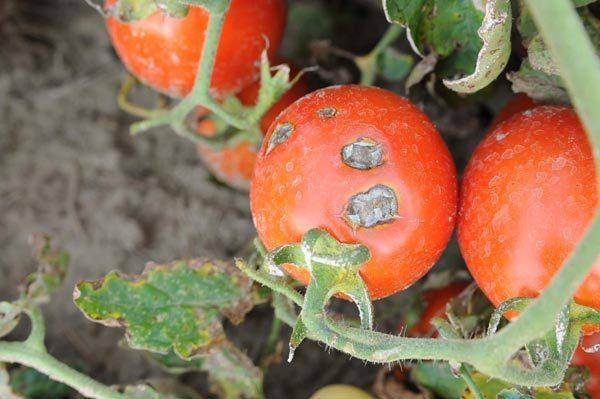 Фитофтора на помидорах в дачной теплице: как бороться и побеждать