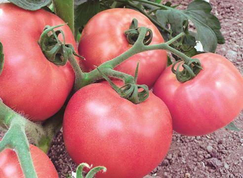 Как правильно вырастить помидоры от семечка до сбора урожая
