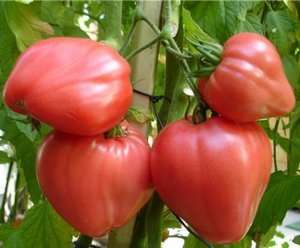 Характеристика и описание сорта томата Вельможа и его урожайность