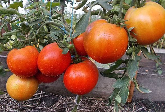 Сорт томатов батяня