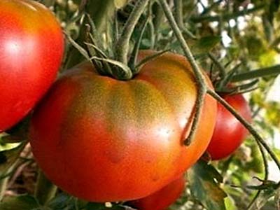 Сорт томатов, названный в память погибшего космонавта владислава волкова