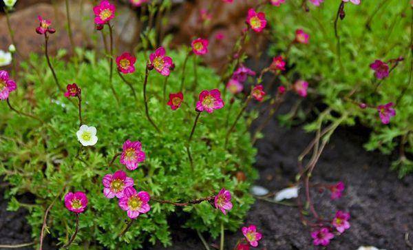 Цветок камнеломка комнатная: посадка и уход, фото и полезная информация для садоводов