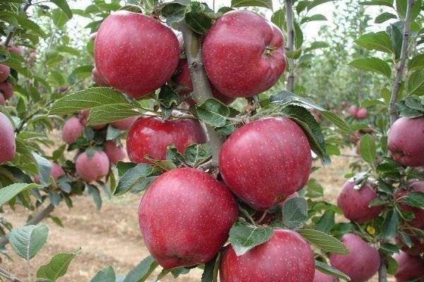 Яблоня мечта — высокоурожайный летний сорт, приносящий до 150 кг плодов с дерева