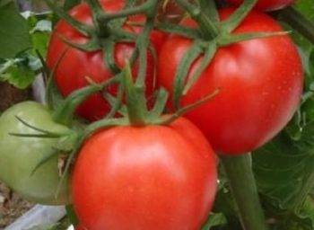 Характеристика и описание сорта томата Король королей, его урожайность