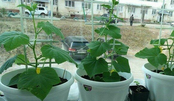 Практическое руководство, как выращивать хорошие помидоры и огурцы в квартире на балконе