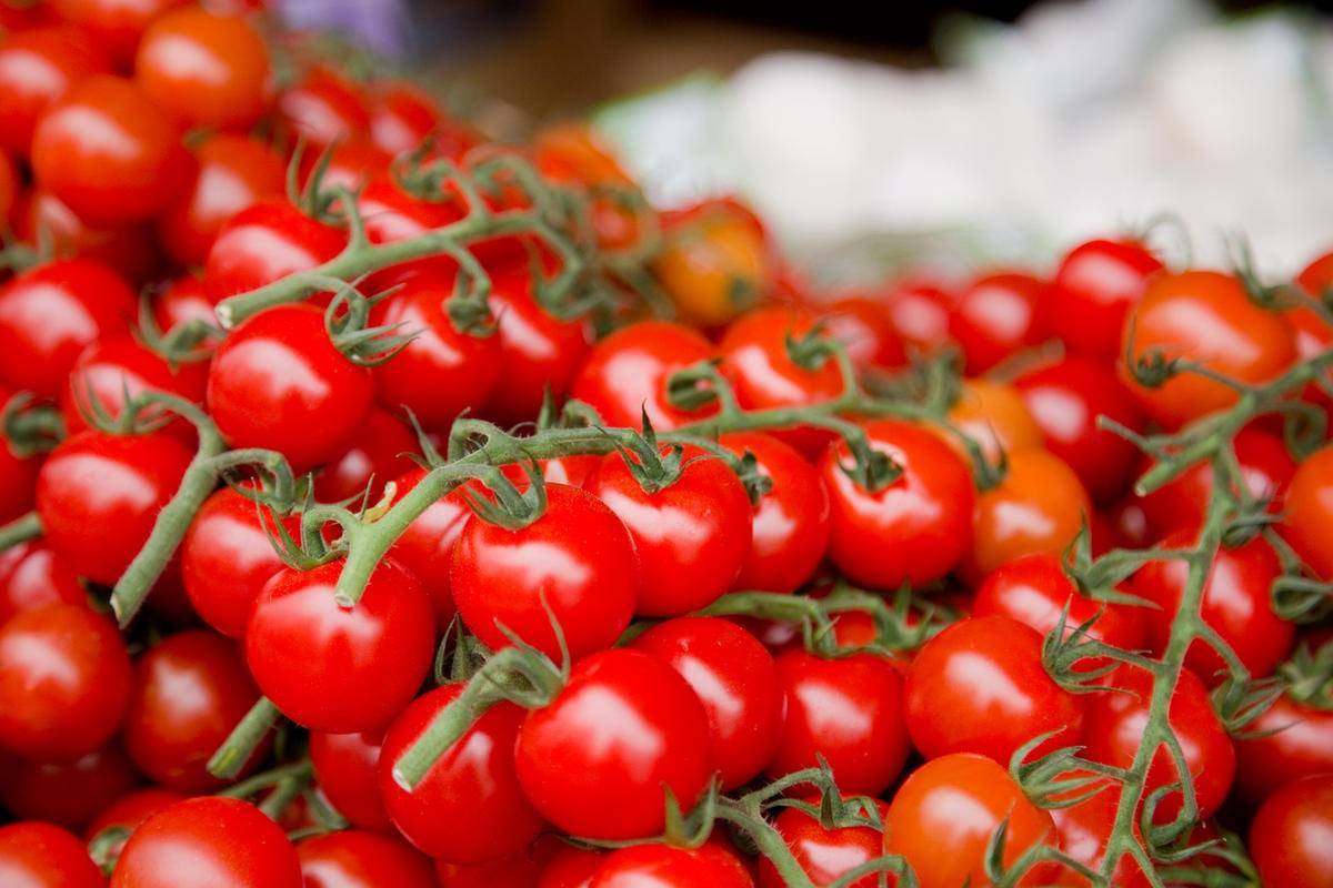 Мадейра: описание сорта томата, характеристики помидоров, выращивание