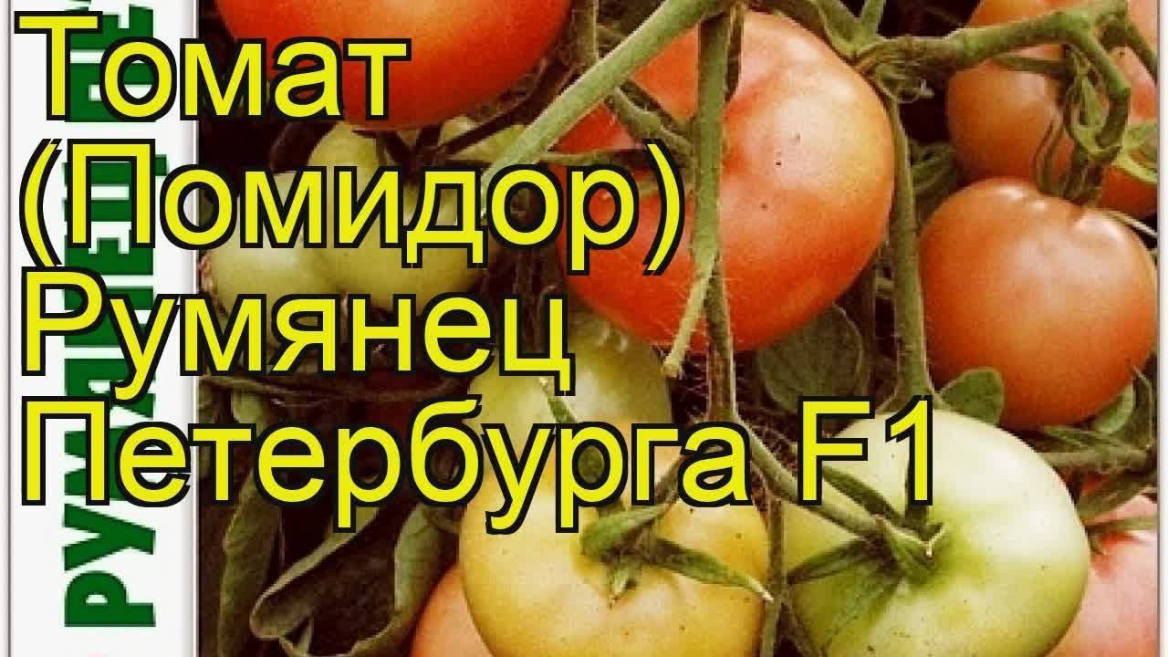 Описание сорта томата северный румянец и его характеристики – дачные дела
