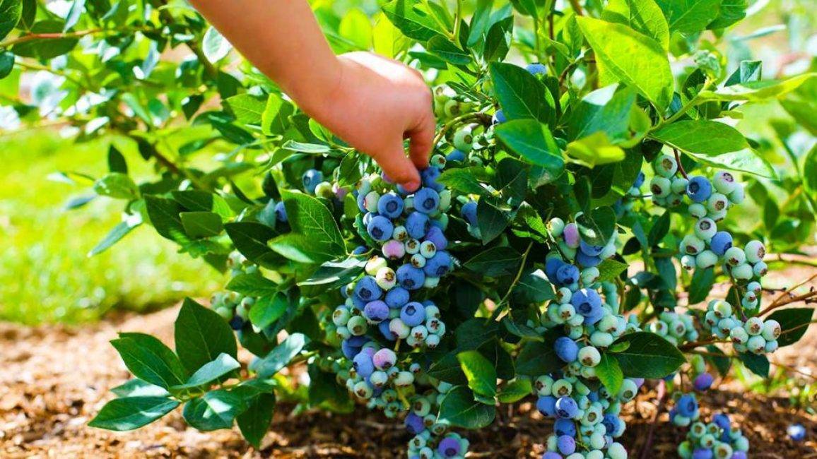 Голубика садовая элизабет: особенности посадки, ухода и размножения