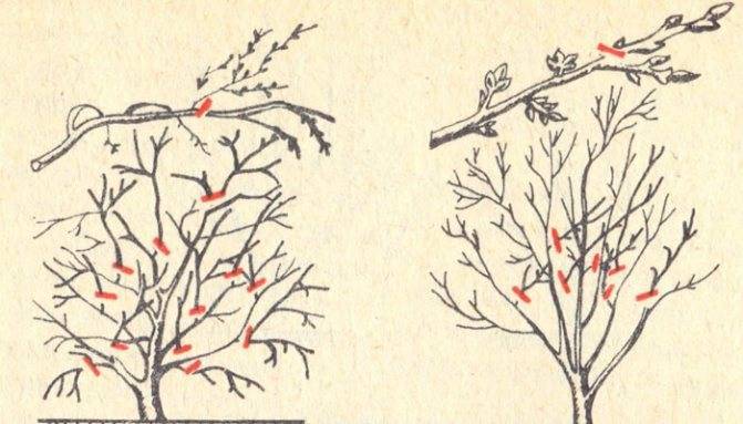 Описание декоративной железистой вишни и правила посадки и ухода, размножение