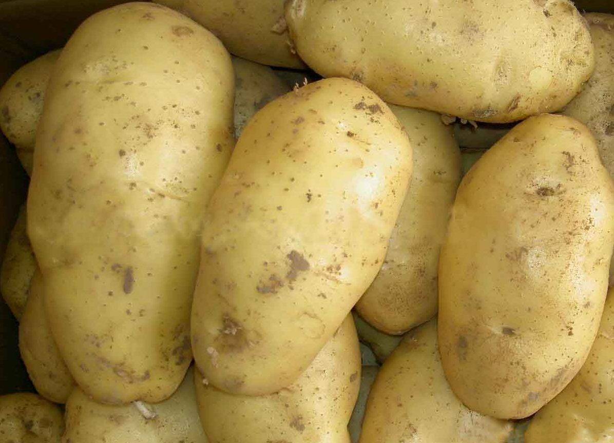 Среднеранний сорт картофеля с высокой урожайностью «санте»