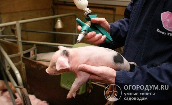 Вакцинация против паротита (свинка): сроки, особенности проведения и возможные побочные эффекты