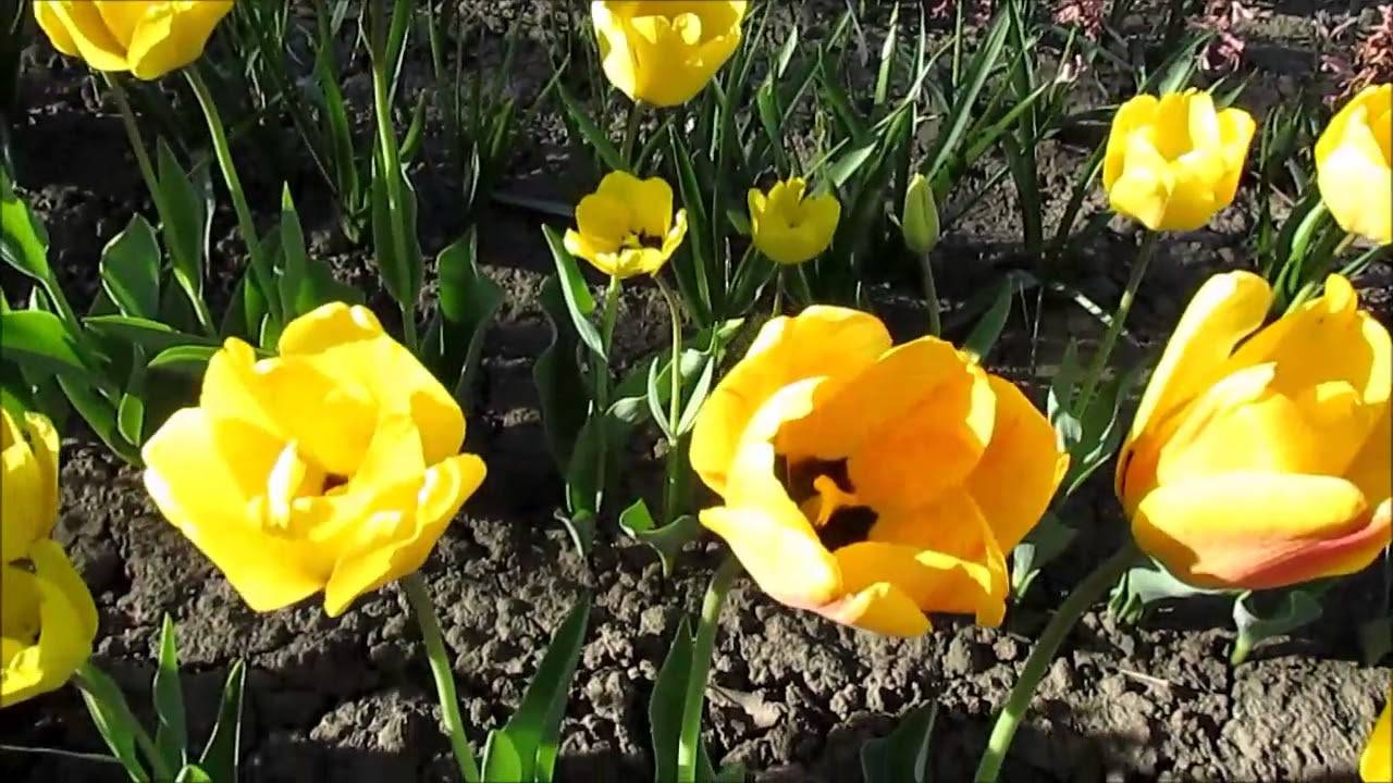 Тюльпан дабл оф бьюти апельдорн: описание сорта, посадка, выращивание и уход с фото