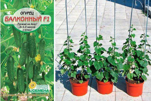 Огурцы эстафета: описание сорта, выращивание и урожайность с фото