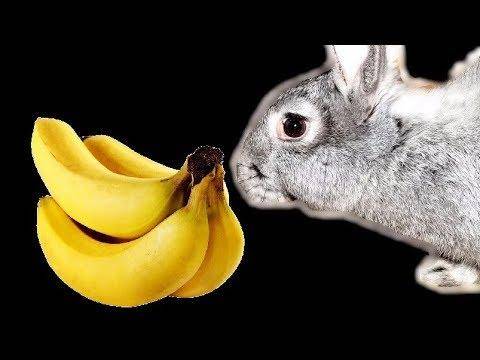 Можно ли давать бананы кроликам и как правильно, польза и вред фрукта