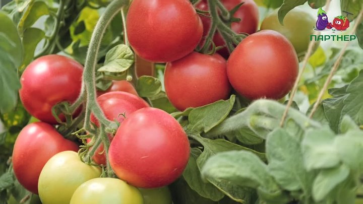 Томат сашер: описание и характеристика сорта, урожайность с фото