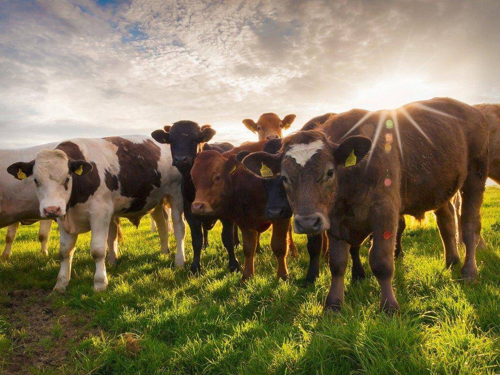 Особенности лептоспироза крупного рогатого скота и методы лечения