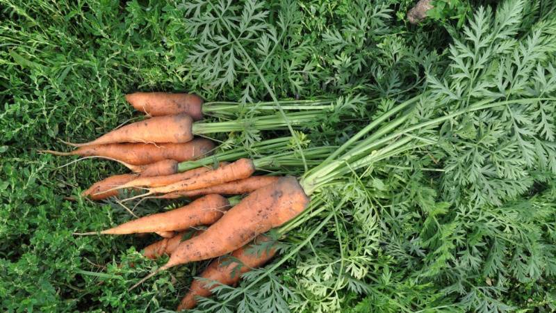 Календарь обработки свеклы и моркови от болезней и вредителей