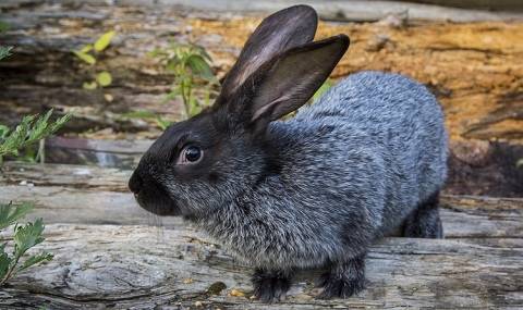 Серебристый кролик: особенности содержания и кормления