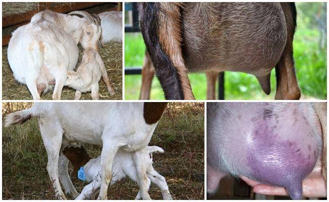 Лечение мастита у козы после окота