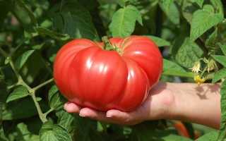 Характеристика и описание сорта томата Краснобай, его урожайность