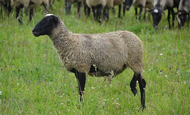 Характеристики романовской породы баранов и овец