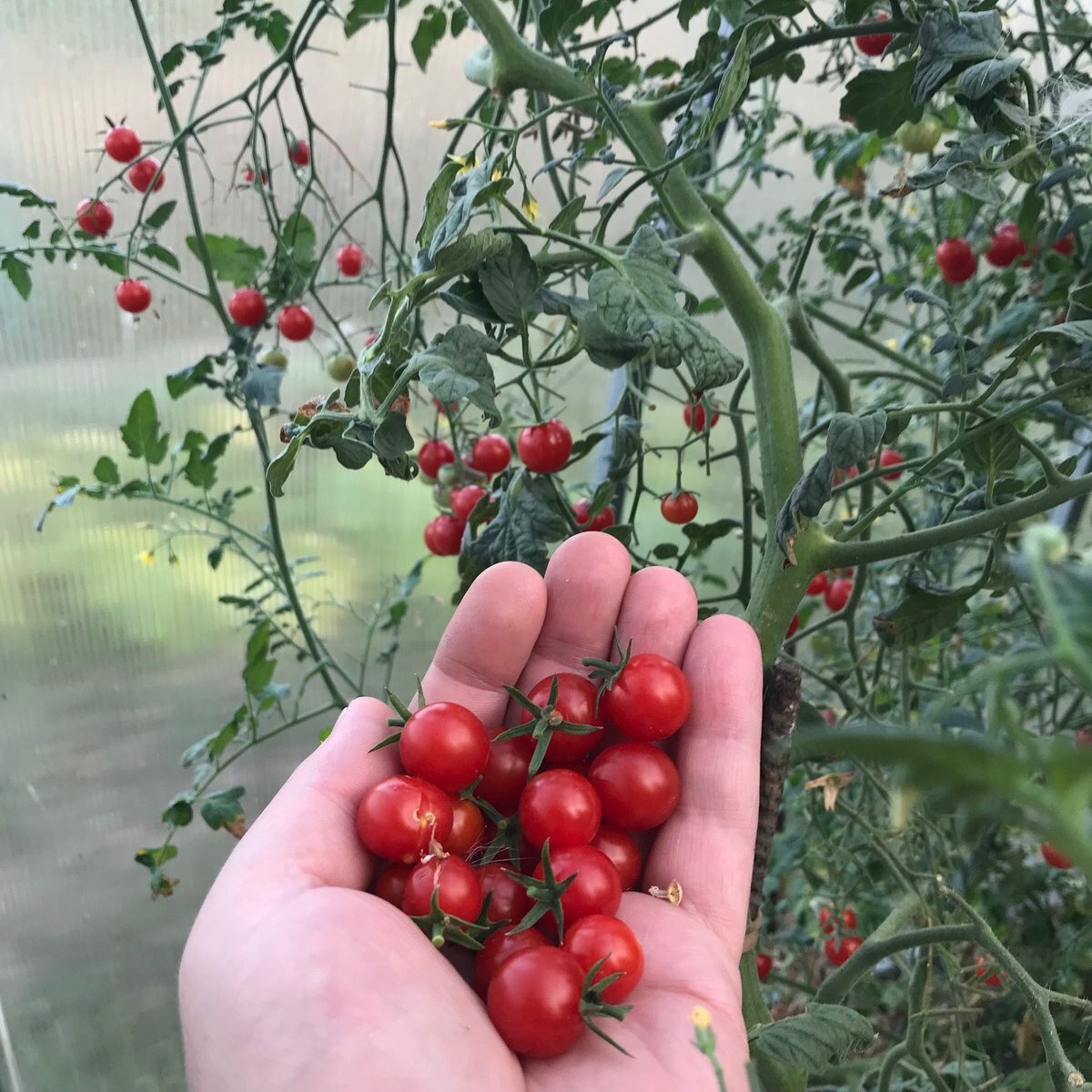Пошаговое выращивание помидоров Черри на балконе