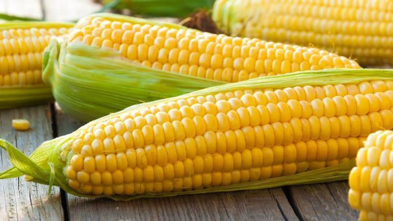 Посадка кукурузы в 2020 году: сроки посева, выращивание и уход
